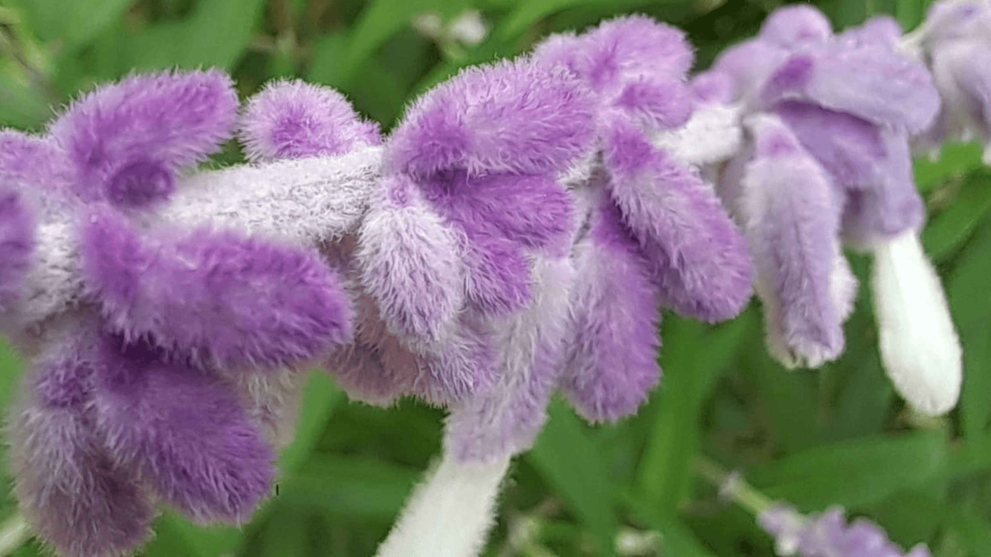 Natureza — forma, gesto e paisagem