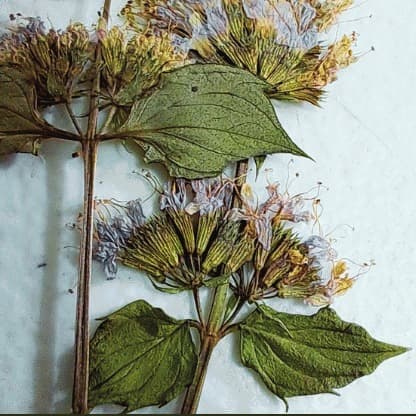 Folhas e flores prensadas sobre superfície clara