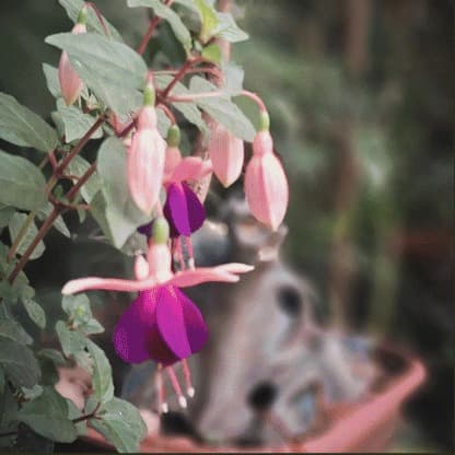 Flores rosadas no jardim próximo ao ateliê