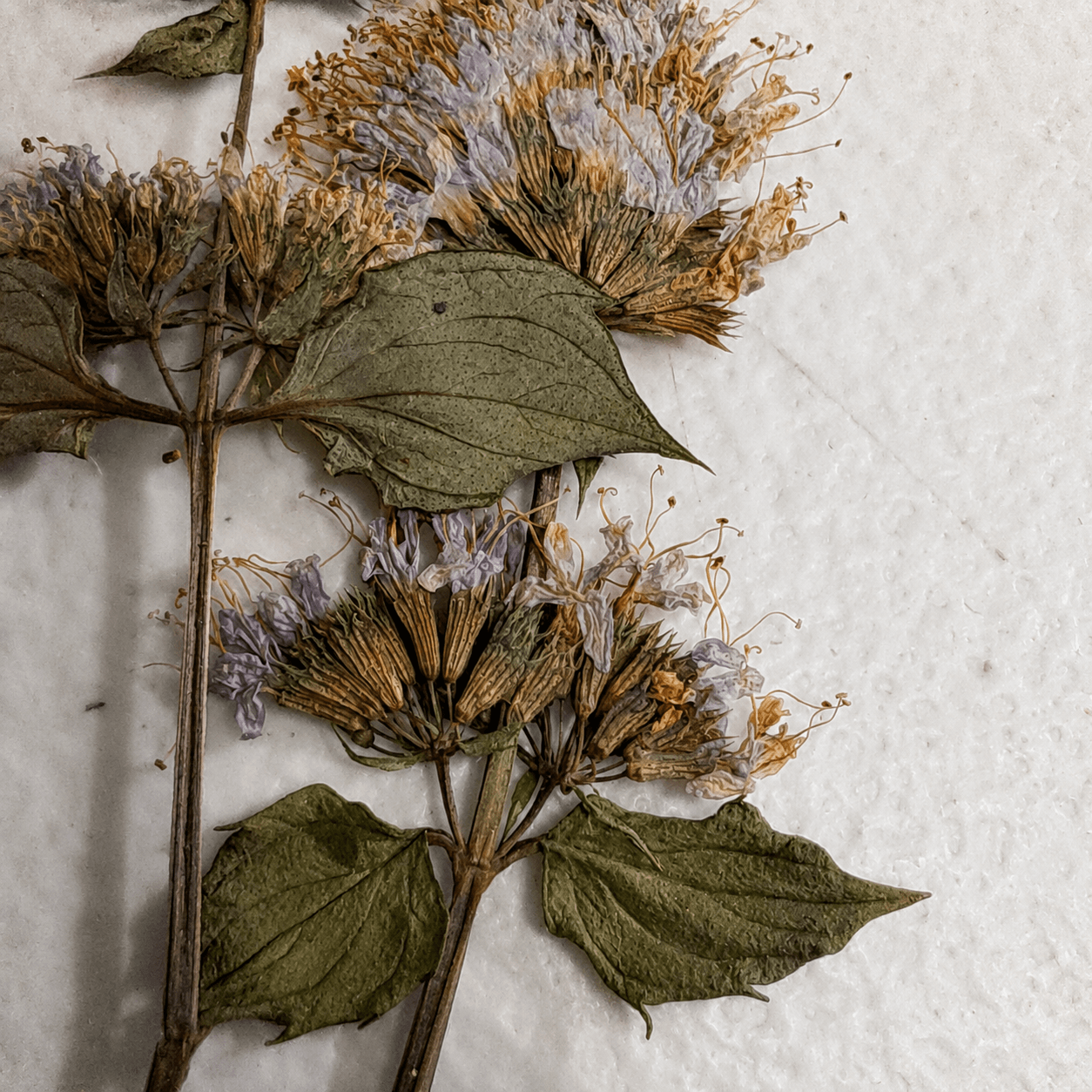 Folhas e flores prensadas sobre superfície clara