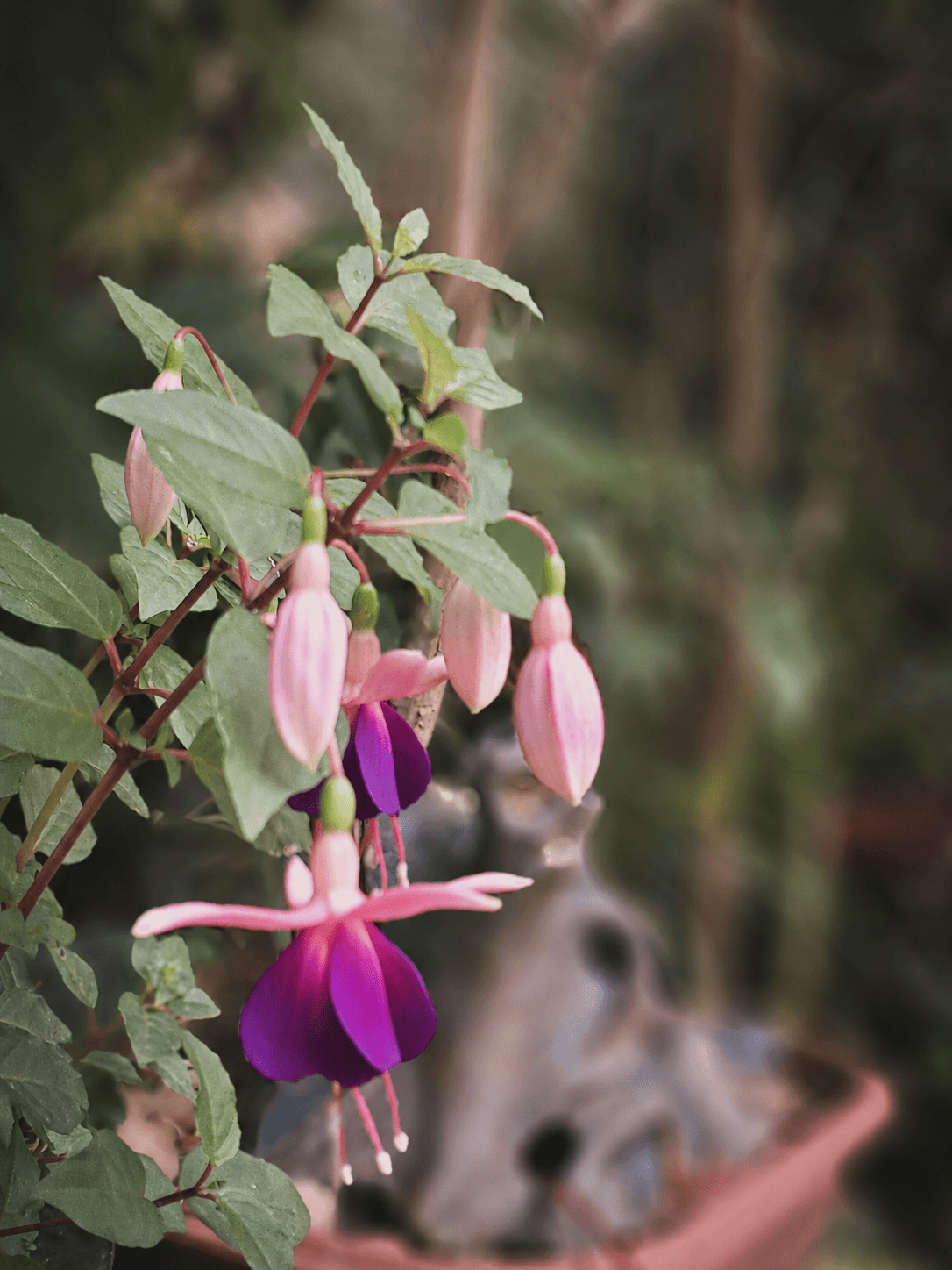 Flores rosadas no jardim próximo ao ateliê